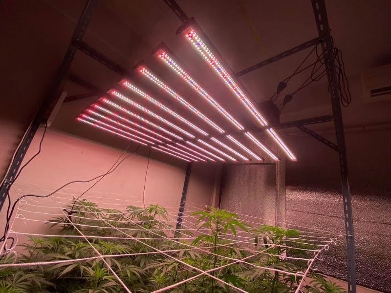 Đèn LED trồng cây